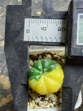 Load image into Gallery viewer, Astrophytum asterias Variegated
