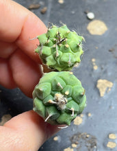 Load image into Gallery viewer, Turbinicarpus Negrita（each）
