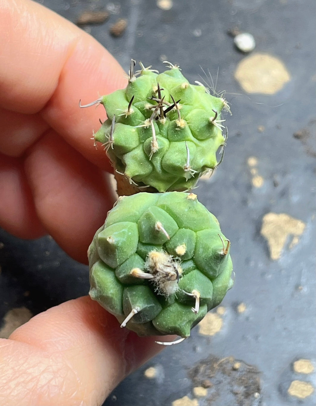 Turbinicarpus Negrita（each）