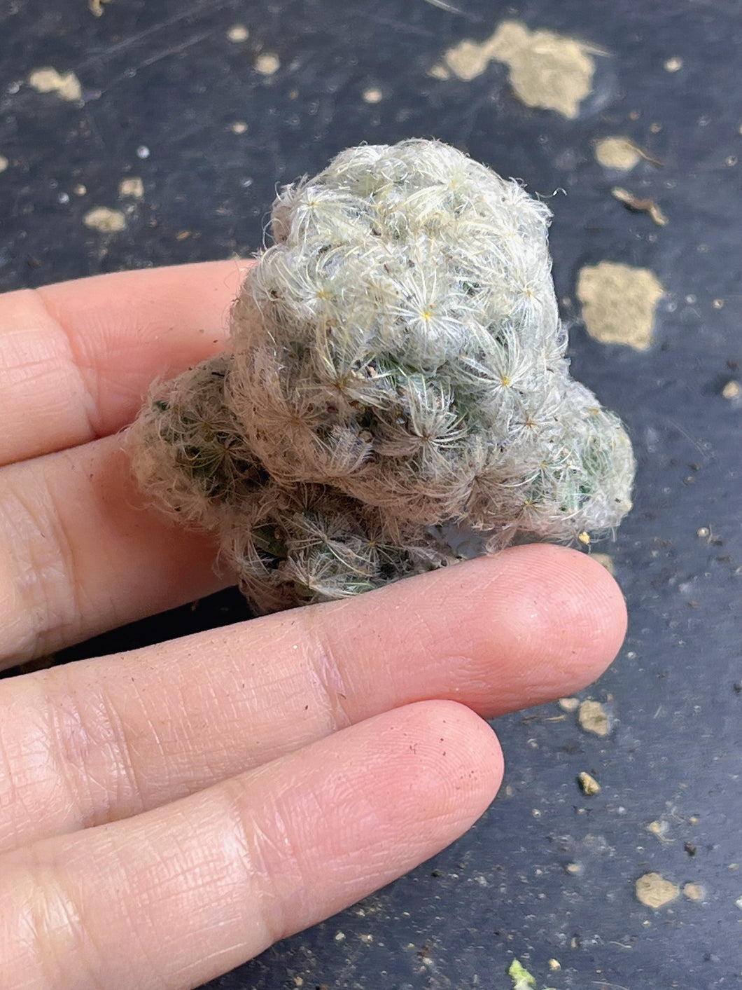 Mammillaria plumosa
