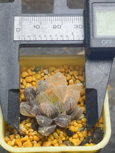 Load image into Gallery viewer, Haworthia variegated

