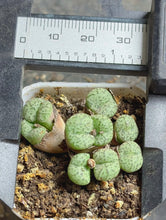 Load image into Gallery viewer, Conophytum mundum
