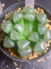 Load image into Gallery viewer, Haworthia &#39;Kyodai Akasen Lens&#39;
