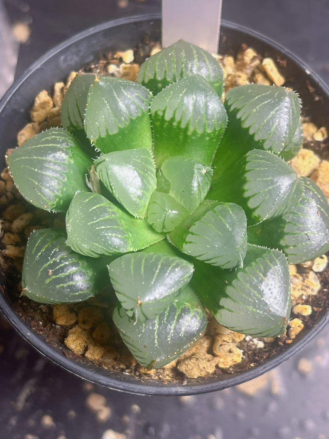 Haworthia 'Kyodai Akasen Lens'