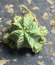 Load image into Gallery viewer, Euphorbia melofomis variegated
