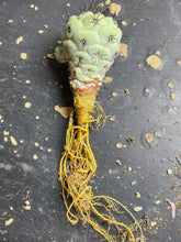 Load image into Gallery viewer, Ortegocactus macdougalli
