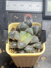 Load image into Gallery viewer, Haworthia variegated
