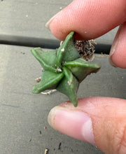 Load image into Gallery viewer, Astrophytum myriostigma variegated
