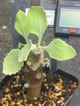 Load image into Gallery viewer, Othonna cremnophila
