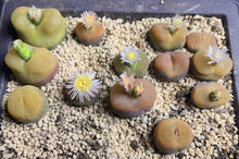 Load image into Gallery viewer, Conophytum Maughanii
