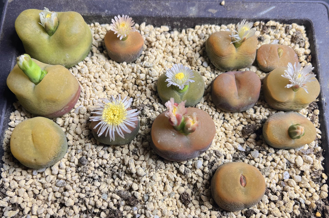 Conophytum Maughanii