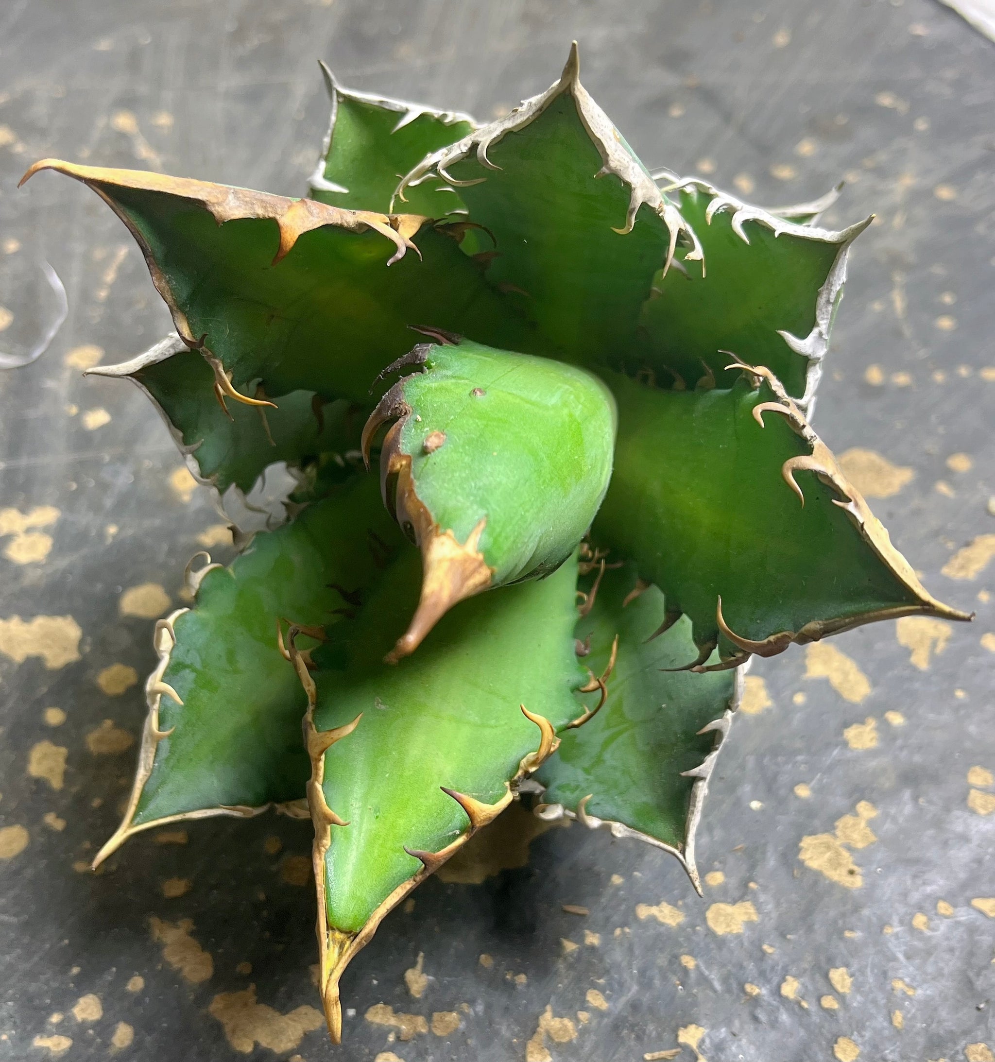 Agave titanota 'Red Catweazle' – Sunshine Garden