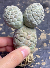 Load image into Gallery viewer, Tephrocactus geometricus
