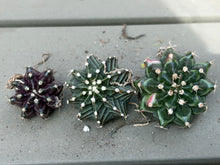 Load image into Gallery viewer, Gymnocalycium Friedrichii Variegated
