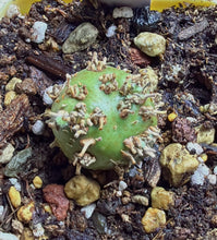 Load image into Gallery viewer, Sarcocaulon peniculinum
