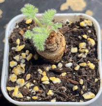 Load image into Gallery viewer, Pelargonium Triste
