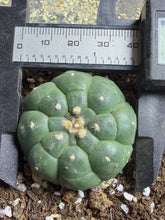 Load image into Gallery viewer, Astrophytum asterias cv. Kikko
