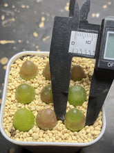 Load image into Gallery viewer, Conophytum Burgeri （each）
