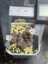 Load image into Gallery viewer, Conophytum pellucidum
