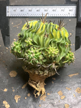 Load image into Gallery viewer, Stenocactus phyllacanthus Variegate
