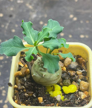 Load image into Gallery viewer, Euphorbia globulicaulis
