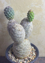 Load image into Gallery viewer, Tephrocactus geometricus
