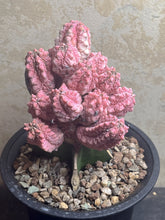 Load image into Gallery viewer, Euphorbia abdelkuri Variegated
