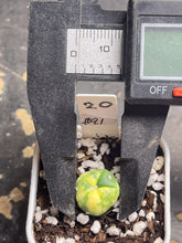 Load image into Gallery viewer, Astrophytum asterias Variegated
