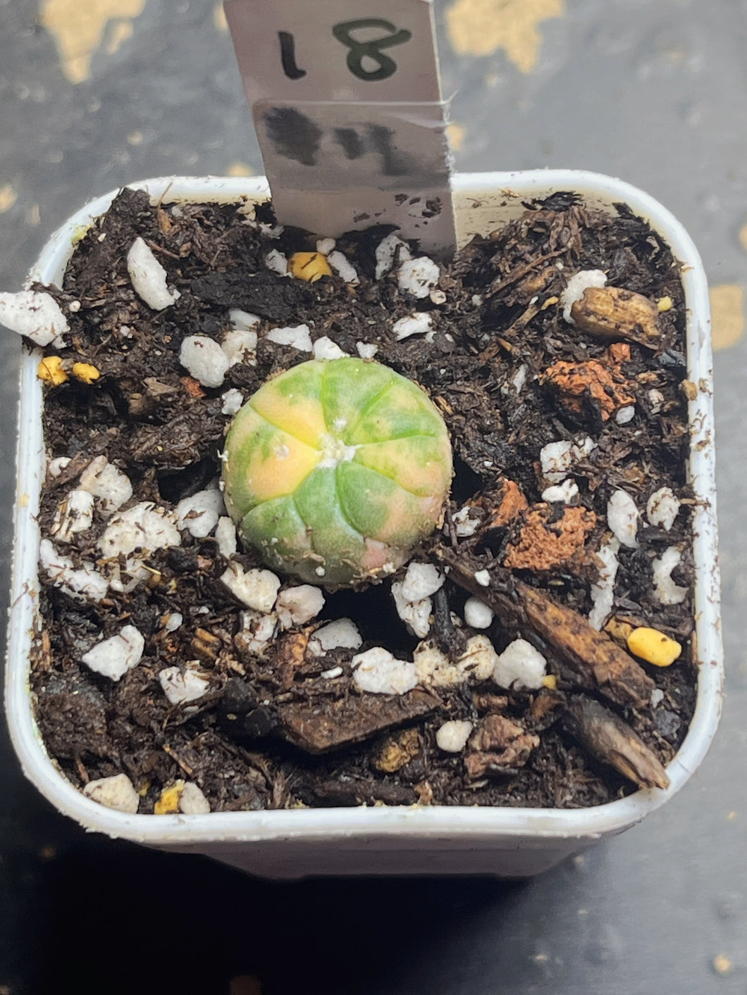 Astrophytum asterias Variegated
