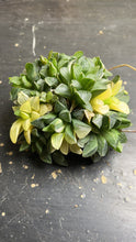 Load image into Gallery viewer, Haworthia heidelbergensis variegated
