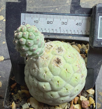 Load image into Gallery viewer, Tephrocactus geometricus
