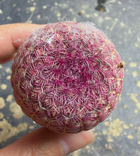 Load image into Gallery viewer, Echinocereus rigidissimus var.

