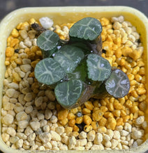 Load image into Gallery viewer, Haworthia maughanii 25

