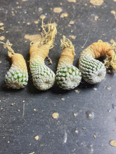 Load image into Gallery viewer, Turbinicarpus pseudopectinatus
