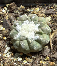 Load image into Gallery viewer, Copiapoa hypogea (Lizard skin)
