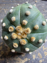 Load image into Gallery viewer, Astrophytum asterias
