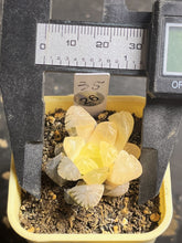 Load image into Gallery viewer, Haworthia variegated
