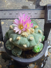 Load image into Gallery viewer, Lophophora peyote
