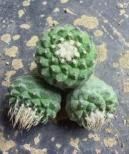 Load image into Gallery viewer, Strombocactus disciformis
