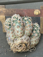 Load image into Gallery viewer, Escobaria cactus E.minima
