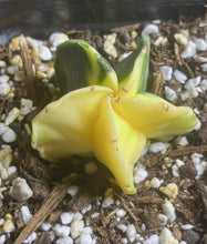 Load image into Gallery viewer, Astrophytum myriostigma variegated

