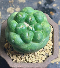 Load image into Gallery viewer, CORYPHANTHA ELEPHANTIDENS CV. INERMIS

