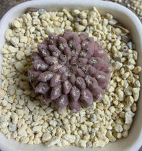 Load image into Gallery viewer, Eriosyce krausii
