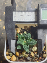 Load image into Gallery viewer, Ariocarpus Fissuratus
