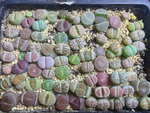 Load image into Gallery viewer, Colorful Lithops (each)
