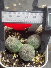 Load image into Gallery viewer, Euphorbia obesa
