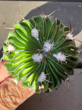 Load image into Gallery viewer, Stenocactus phyllacanthus
