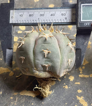 Load image into Gallery viewer, GYMNOCALYCIUM spegazzinii v.unguispinum

