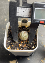 Load image into Gallery viewer, Mammillaria perezdelarosae subs. andersoniana(69)
