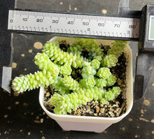 Load image into Gallery viewer, sedum dasyphyllum minor Variegated
